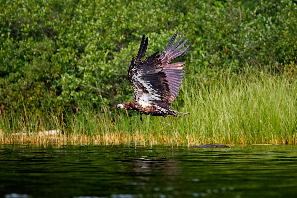 A large eagle with outstretched wings is captured mid-flight, appearing to take off or glide over a rocky ledge. The bird has dark brown plumage with lighter feathering on its underside and bright yellow talons extended. It is set against a lush, vibrant green backdrop of grasses and foliage with large rocks in the background. In the foreground, a weathered log runs horizontally above a body of water, adding depth to the natural scene.